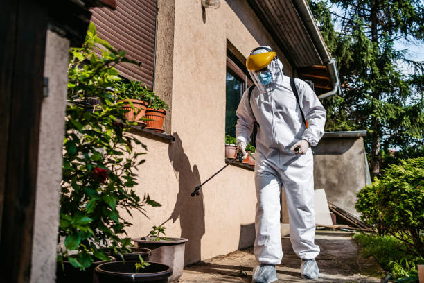 Best Wasp Removal Services  in Manteno, IL