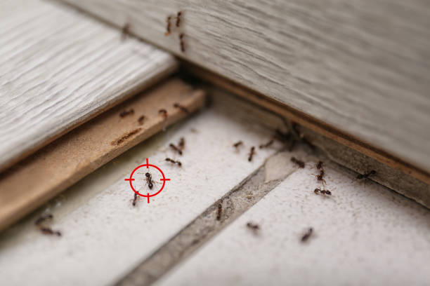 Best Pest Removal Services  in Manteno, IL