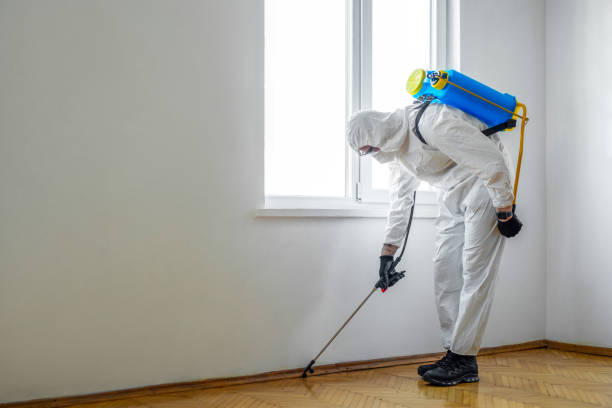 Best Flea Control Services  in Manteno, IL