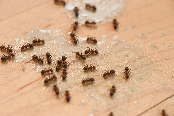 Best Pest Control Cost  in Manteno, IL